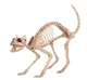 skeleton cat