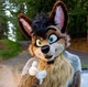 Hyperative Wolf