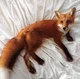 Your pet fox