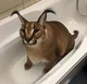 Floppa Caracal