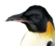 Emperor Penguin 