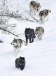 Pack of wolves