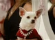 Chloe the chihuahua 