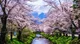 Cherryblossom forest