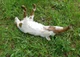 Fainting Goat