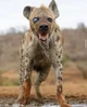 Hyena