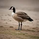 just a goose