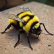Injured Bumblebee