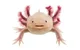 axolotl