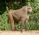 Baboon