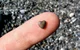 Tiny rock