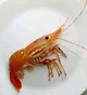 A very normal Shrimp