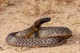 Indian taipan