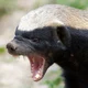 honey badger