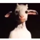 Evil Goat