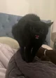 angry black cat
