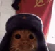 Russian Cat