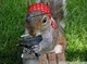 Gangsta Squirrel