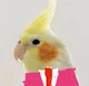 agent cocktiel