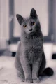 Your cat