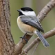 Black capped chickad
