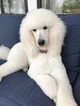 Standard poodle