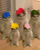 The cat squads