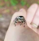 Spider on your hand