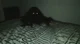 Monster under bed