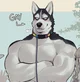 Gay husky