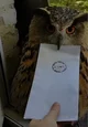 Postal owl