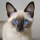 Siamese cat family 
