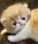 Bratty Cat