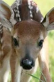 dangerous little faw