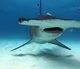 Hammerhead shark