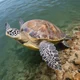 Sea turtle