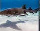 Nursing shark
