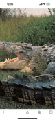 Saltwater Crocodile