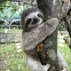 SLOTH - 1