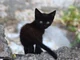 Shadow the Kitten