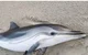 Dead dolphin