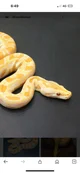Ablino Burmese Snake