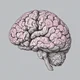 Brain 