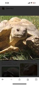 Sulcata Tortoise