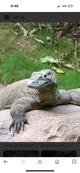 Female Komodo Dragon
