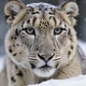 Snow leopard