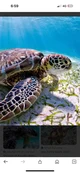 Sea Turtle