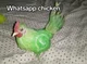 Whatsapp chicken
