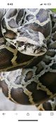 Burmese Python