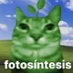 photosynthesis cat